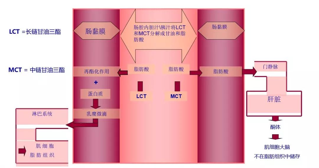 中鏈甘油三酯(MCT)在牛奶中的主要作用